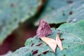 Brown Butterfly Perched on Green Leaf in Soft Natural Light Royalty Free Stock Photo