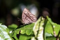 Brown Butterfly Perched on Green Leaf in Soft Natural Light Royalty Free Stock Photo