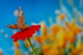 A brown butterfly perched on a red zinnia flower Royalty Free Stock Photo