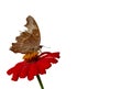 Brown butterfly perched on a red zinnia flower Royalty Free Stock Photo