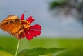 A brown butterfly perched on a red zinnia flower, has a soft green grass background and warm sunlight Royalty Free Stock Photo
