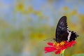 A brown butterfly perched on a red zinnia flower, has a soft green grass background and warm sunlight Royalty Free Stock Photo