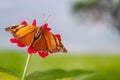 A brown butterfly perched on a red zinnia flower, has a soft green grass background and warm sunlight Royalty Free Stock Photo