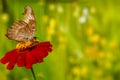 A brown butterfly perched on a red zinnia flower, has a soft green grass background and warm sunlight Royalty Free Stock Photo