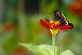 A brown butterfly perched on a red zinnia flower, with a vibrant green plant background Royalty Free Stock Photo