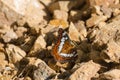 Brown butterfly perched on a rock Royalty Free Stock Photo
