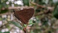 A brown butterfly is perched on a tree trunk or twig Royalty Free Stock Photo