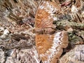 A brown butterfly is perched on a tree trunk or twig Royalty Free Stock Photo