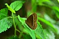 a brown butterfly perches on a plant in summer