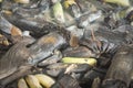 brown butterfly perching on a pile of the decomposed bananas fruits.