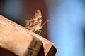 Brown butterfly perching on wooden handrail. Royalty Free Stock Photo