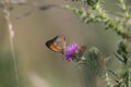 Brown butterfly on plume thistle plant flower Royalty Free Stock Photo