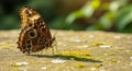 Brown butterfly, potentially a Blue Morpho (Morpho peleides) with eye-like patterns on its wings, Royalty Free Stock Photo