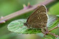 Ringlet Butterfly on a bramble leaf Royalty Free Stock Photo
