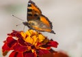 Brown butterfly on red yellow flower Royalty Free Stock Photo