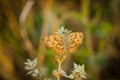 Brown butterfly resting on the grass