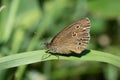 Ringlet butterfly on a grass blade Royalty Free Stock Photo