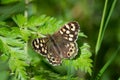 The Speckled Wood butterfly clearly showing the patterns on its upper wings Royalty Free Stock Photo