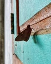 Brown Butterfly Resting on Teal Wood Wall â Close Up of Insect on Rustic Door Royalty Free Stock Photo