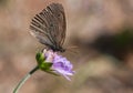 Brown butterfly Ringlet on a blue flower