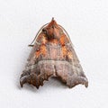 Brown butterfly scoliopteryx libatrix with a beautiful pattern o