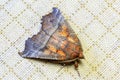 Brown butterfly scoliopteryx libatrix with a beautiful pattern o