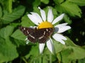 A brown butterfly seats on a chamomile flower