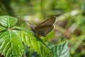 Ringlet Butterfly with its wings up on a shiny leaf