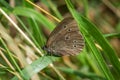 Ringlet Butterfly with its wings up on a blade of grass Royalty Free Stock Photo