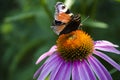 A brown butterfly sits on a bright echinacea flower