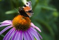 A brown butterfly sits on a bright echinacea flower