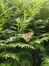 Brown butterfly sits on the tree. Nature. Royalty Free Stock Photo