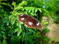 Brown butterfly with white spots on leaves