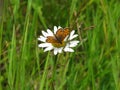 Brown butterfly sitting on a daisy
