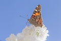 Brown butterfly sitting on white lilac Royalty Free Stock Photo