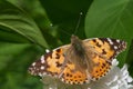 Brown butterfly sitting on white lilac Royalty Free Stock Photo