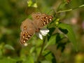 Brown Butterfly and Spanish needle flowers Royalty Free Stock Photo