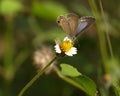 Brown Butterfly and Spanish needle flowers Royalty Free Stock Photo