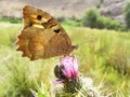 A Brown Butterfly With A Spot On Its Wings Sits On A Purple Flower In A Meadow