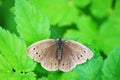 Brown butterfly with spread wings sits on the green grass