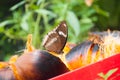 Brown Butterfly Suck nectar from palmyra Royalty Free Stock Photo