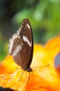 Brown Butterfly Suck nectar from palmyra Royalty Free Stock Photo