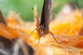 Brown Butterfly Suck nectar from palmyra Royalty Free Stock Photo