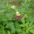 a brown butterfly sucking flower honey