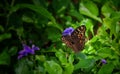 Brown butterfly sucking nectar from the flower Royalty Free Stock Photo