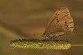 Brown butterfly in the sunset light