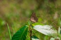 Brown butterfly on tree