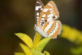 Brown butterfly