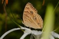 Brown butterfly