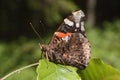 Brown butterfly - Vanessa cardui